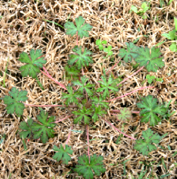 Carolina geranium.png thumbnail